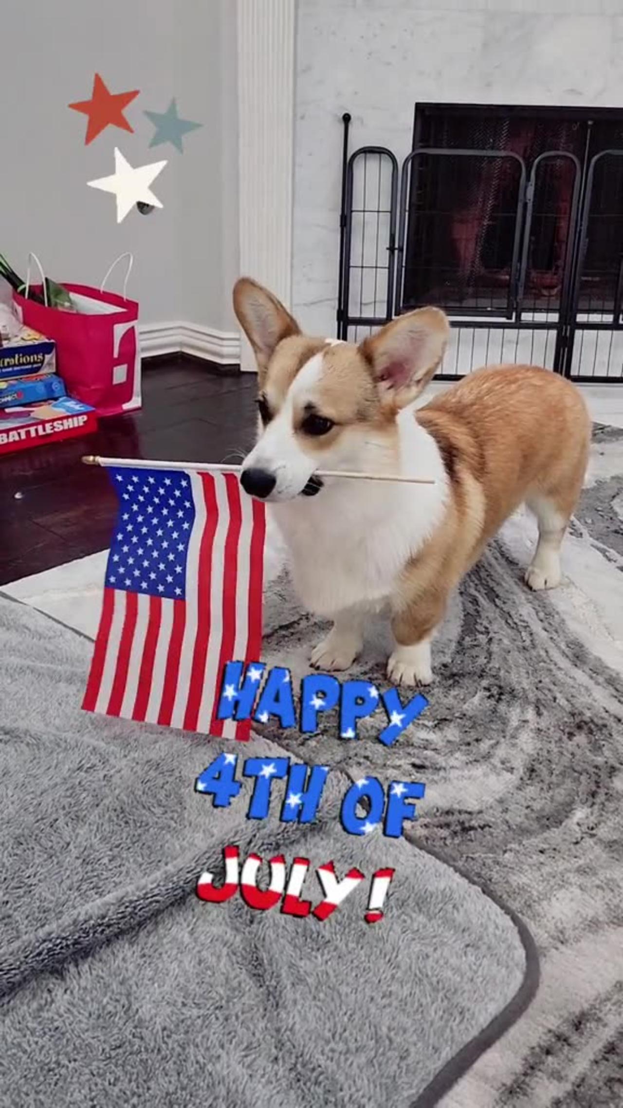Don't bark too much at the pawrents! Happy 4th! 🐶🎆