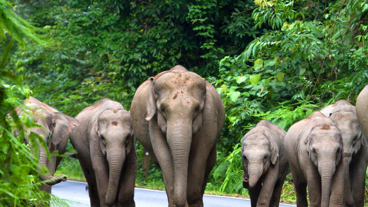 Why Elephants Are Awesome! One News Page VIDEO