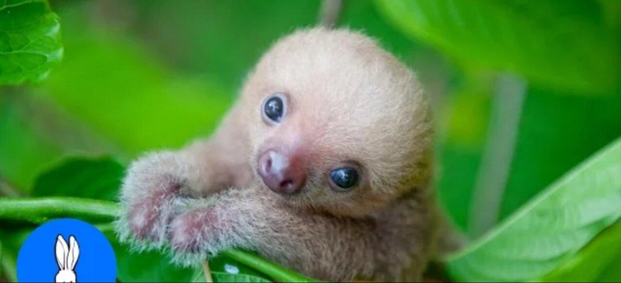 baby sloths being sloths _ FUNNIEST completion