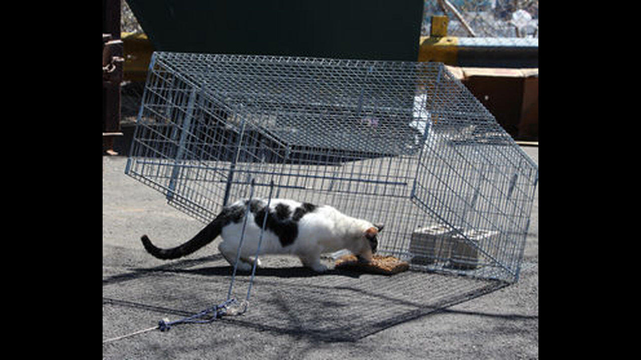 I'm officially a cat catcher One News Page VIDEO