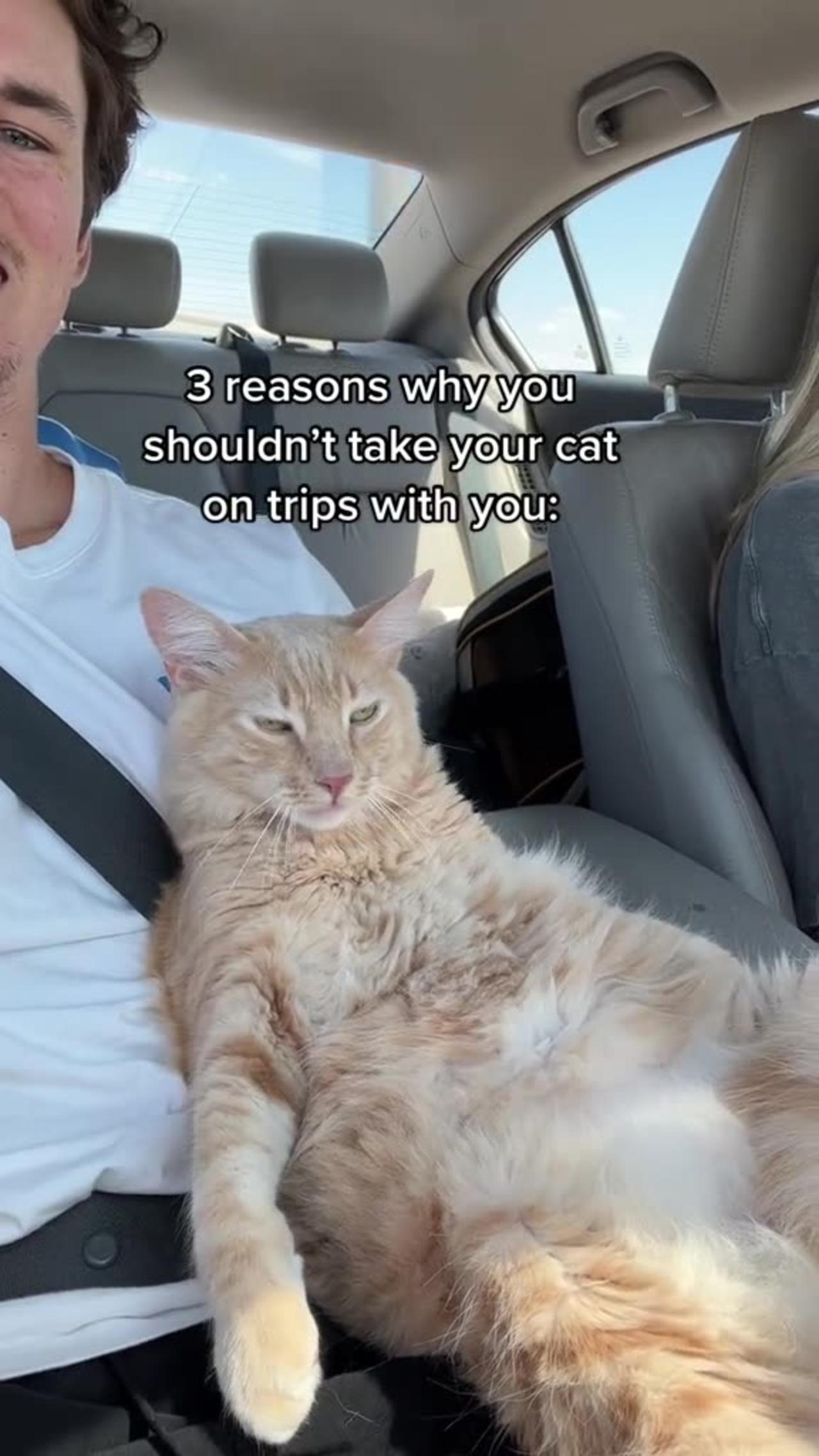 Kitty on the car ride One News Page VIDEO