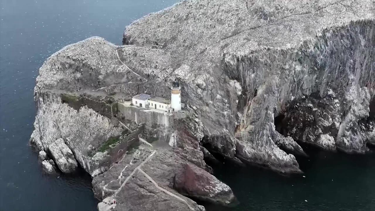 World's largest gannet colony 'recovering'