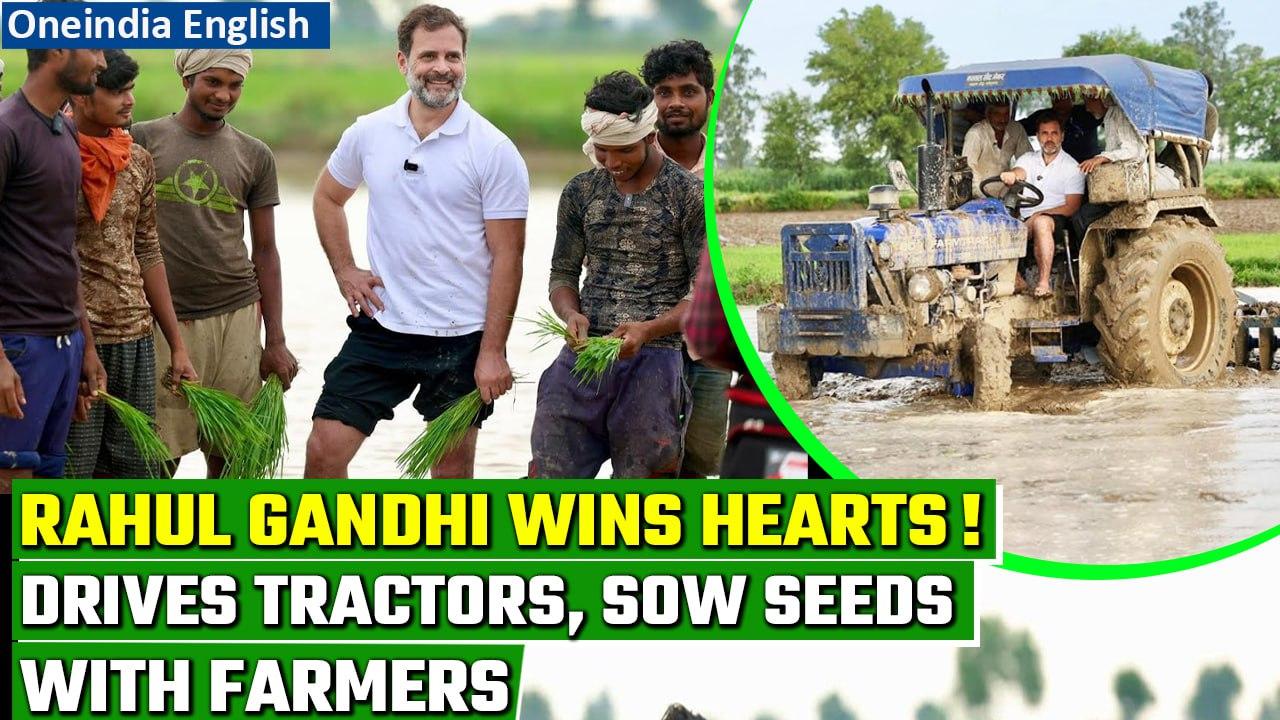 Rahul Gandhi meets farmers, drives tractor, sows seeds in Haryana's Sonepat | Oneindia News