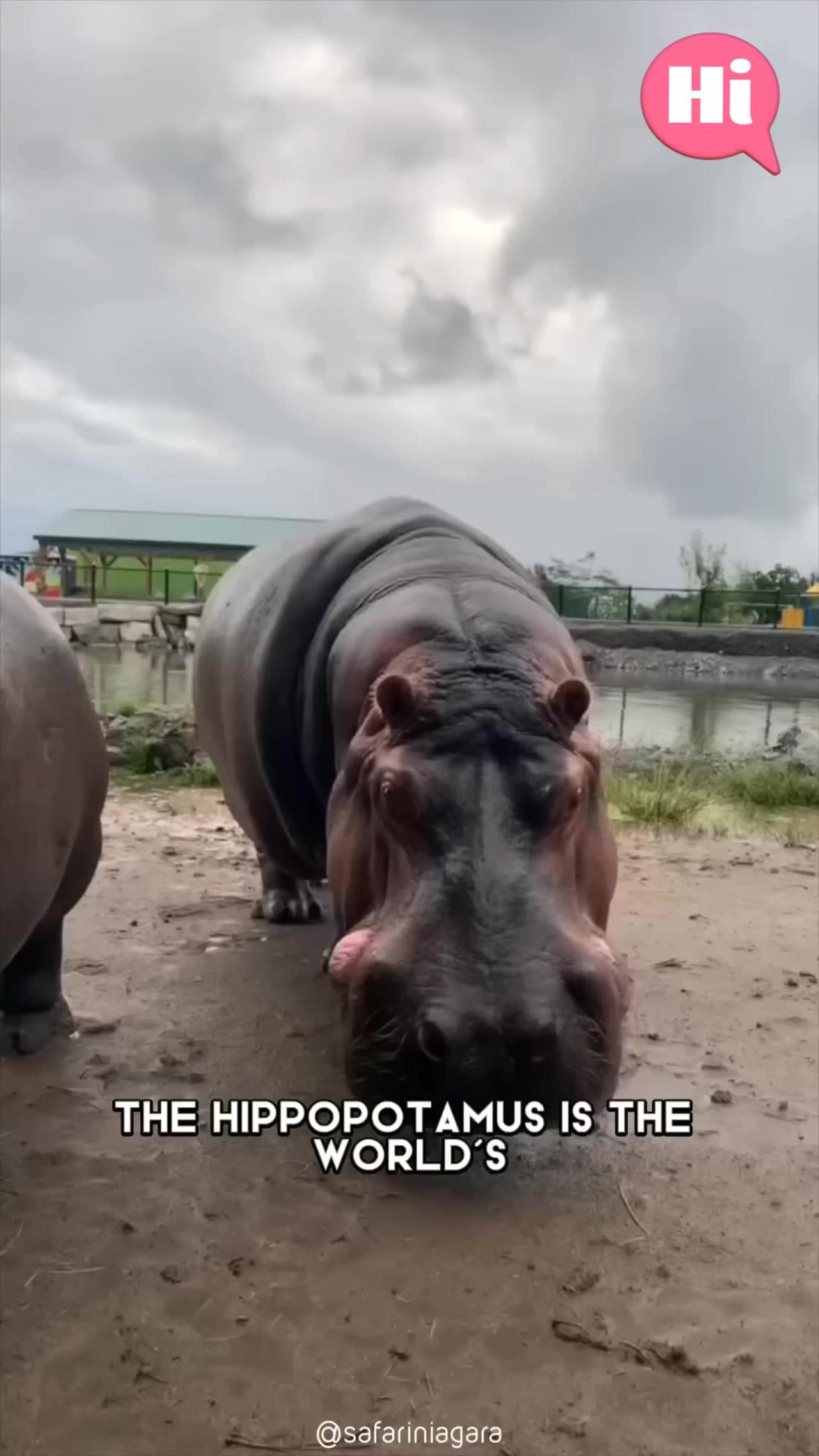 HIPPOPOTAMUS AMPHIBIUS: COMMON HIPPO; CHOEROPSIS - One News Page VIDEO