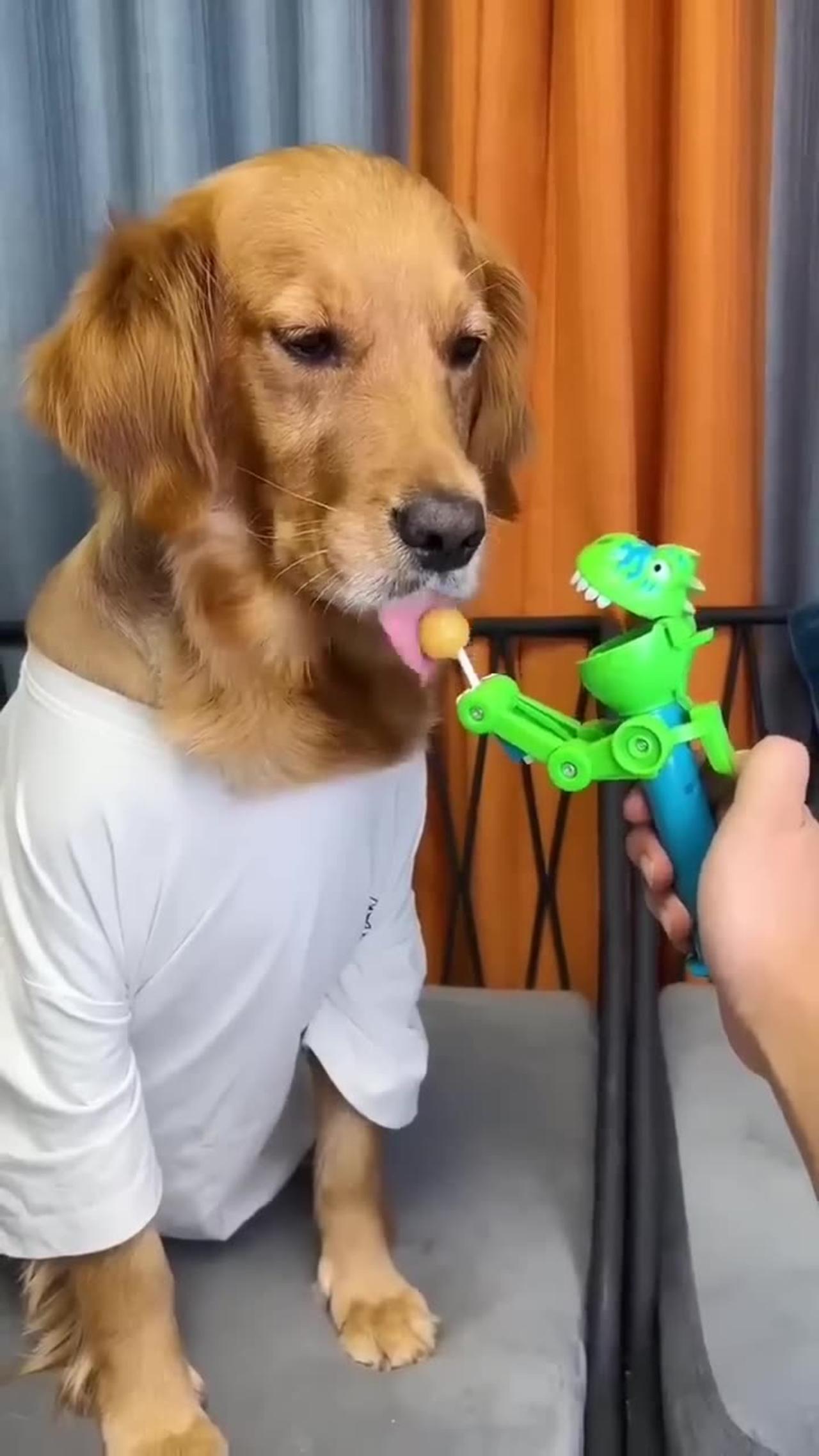 Dog : just because I'm good nature doesn't mean I won bite ! Funny dog video
