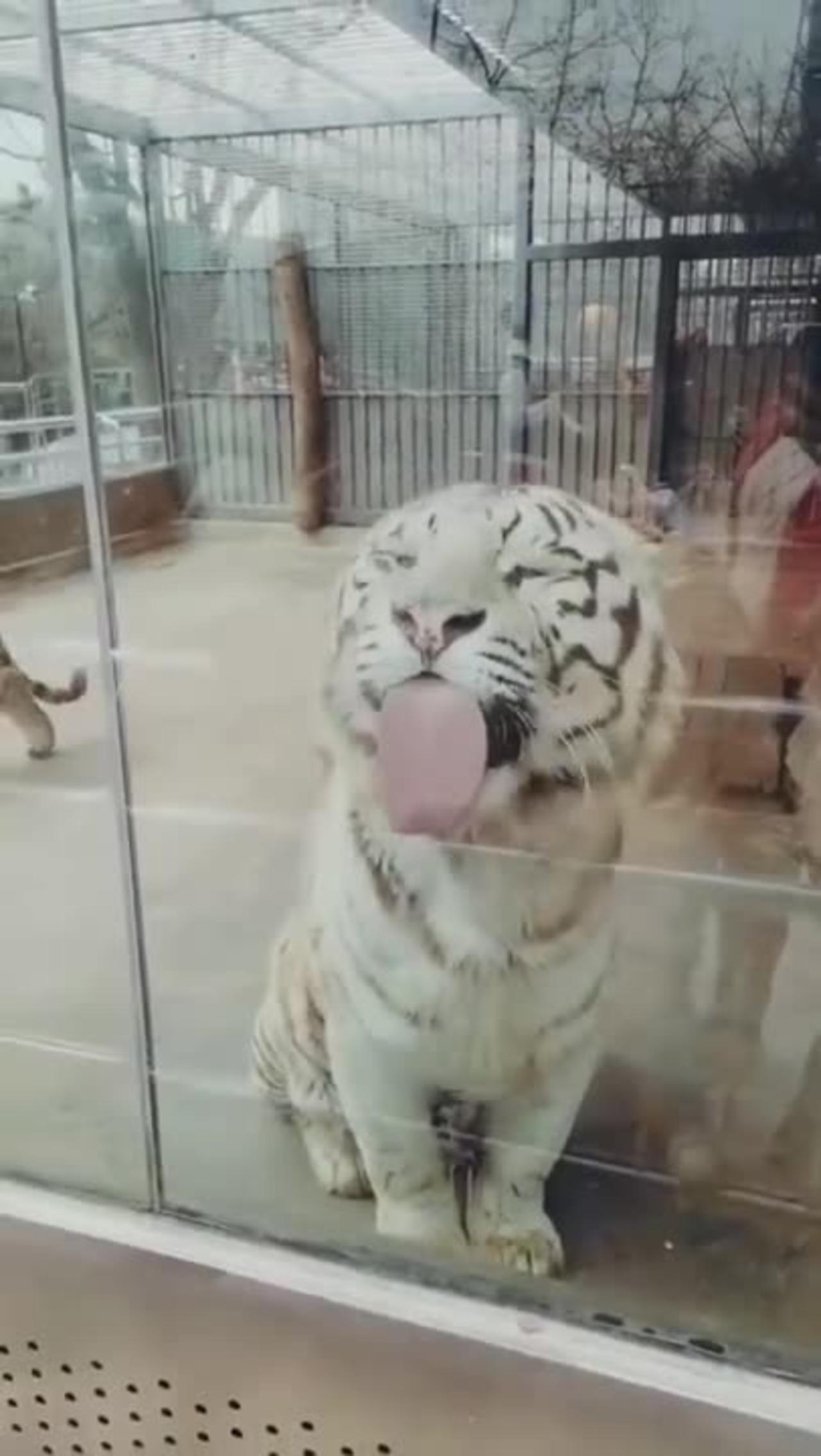 Best Funny Animal Videos of the year (2023), One News Page VIDEO