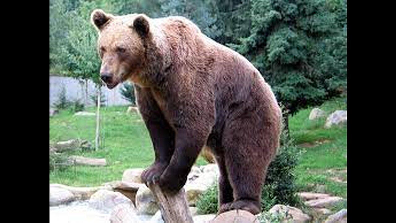 LIVE bear cam: Brooks Falls - Katmai National Park, Alaska July 8, 2023