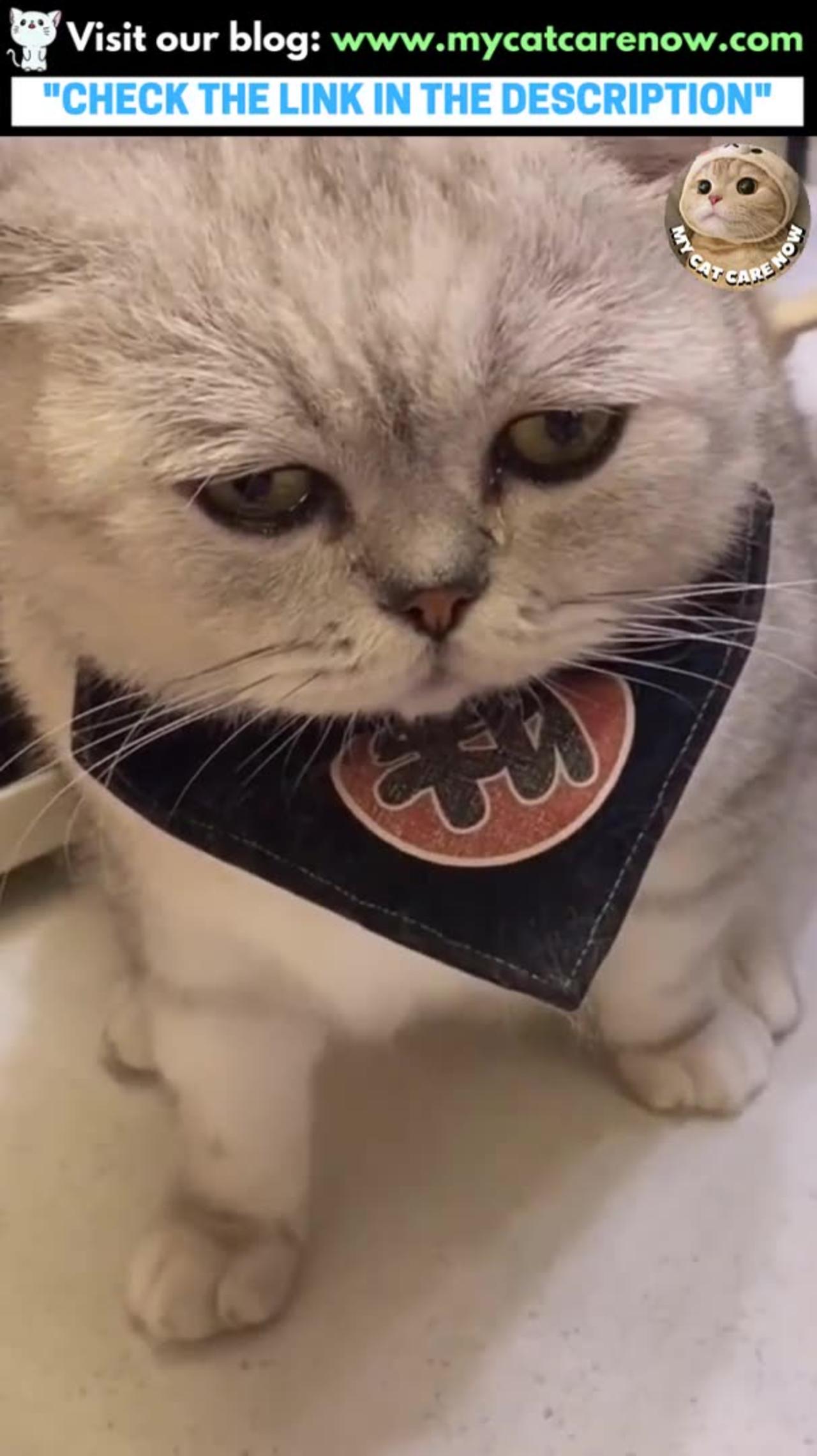 Cat and onions One News Page VIDEO