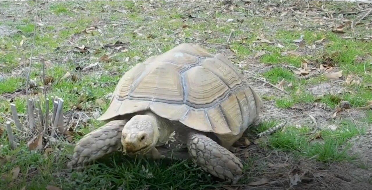 Myrtle Beach water turtles and a large tortoise One News Page VIDEO