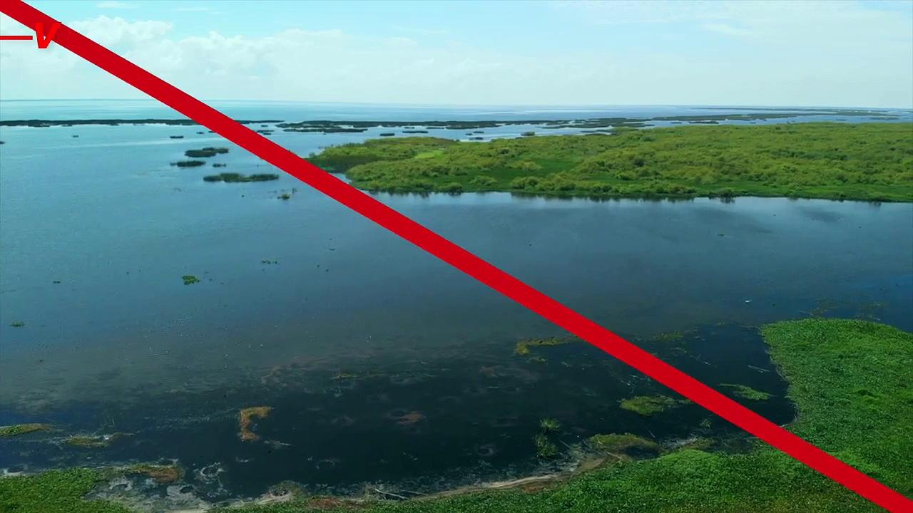 Dangerous Toxic Algae That Can Cause Lung Infections and Neurological Disorders Is Taking Over a Giant Lake in Florida
