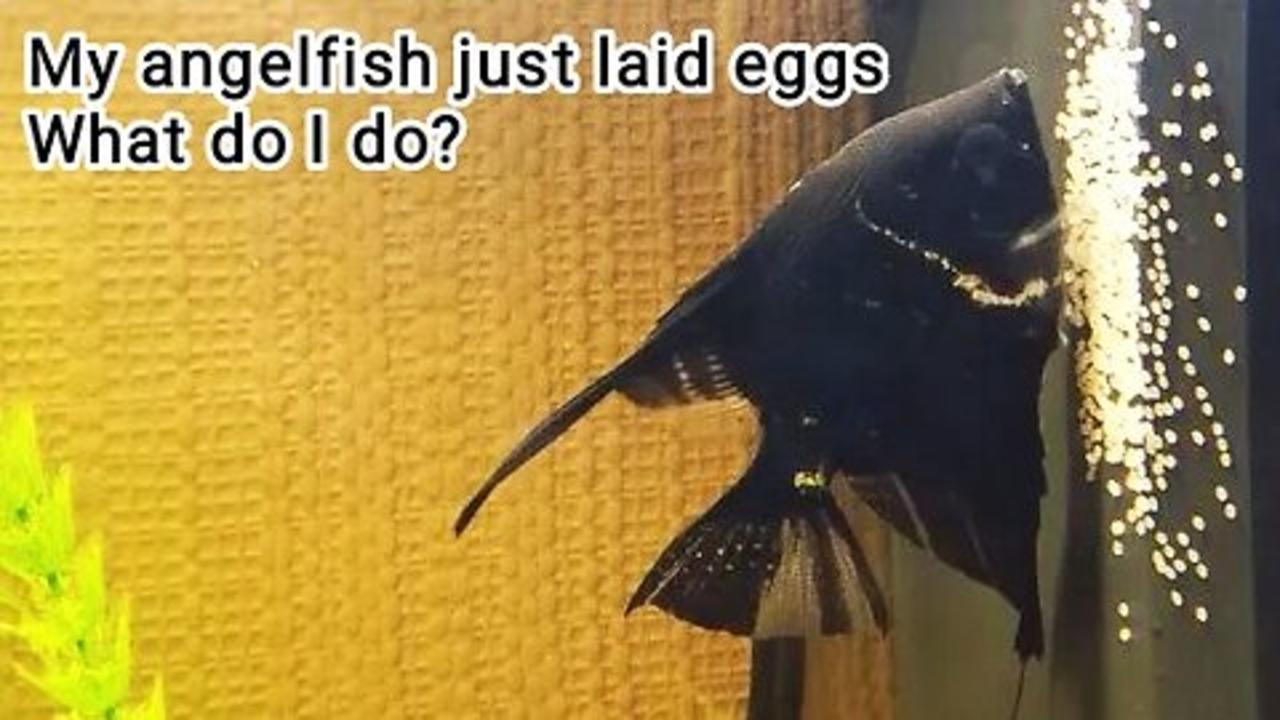 My angelfish just laid eggs. What do I do? One News Page VIDEO