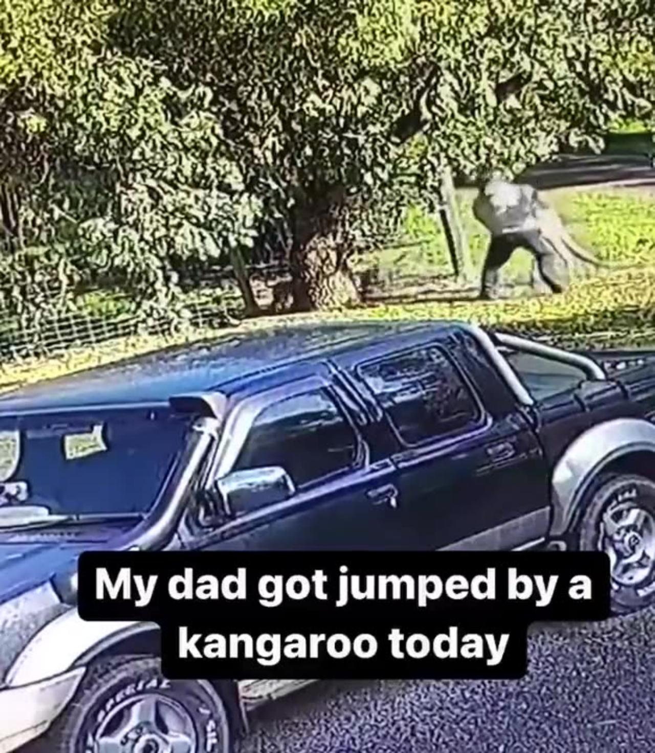 Man gets jumped by Kangaroo - One News Page VIDEO