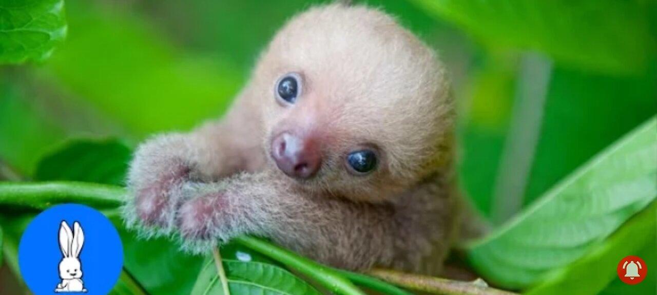 Baby sloths being sloths - Funniest Compilation