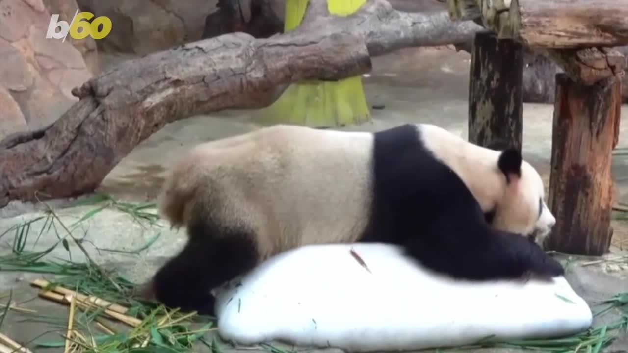 These Giant Pandas Have to Stay Cool in the Summer