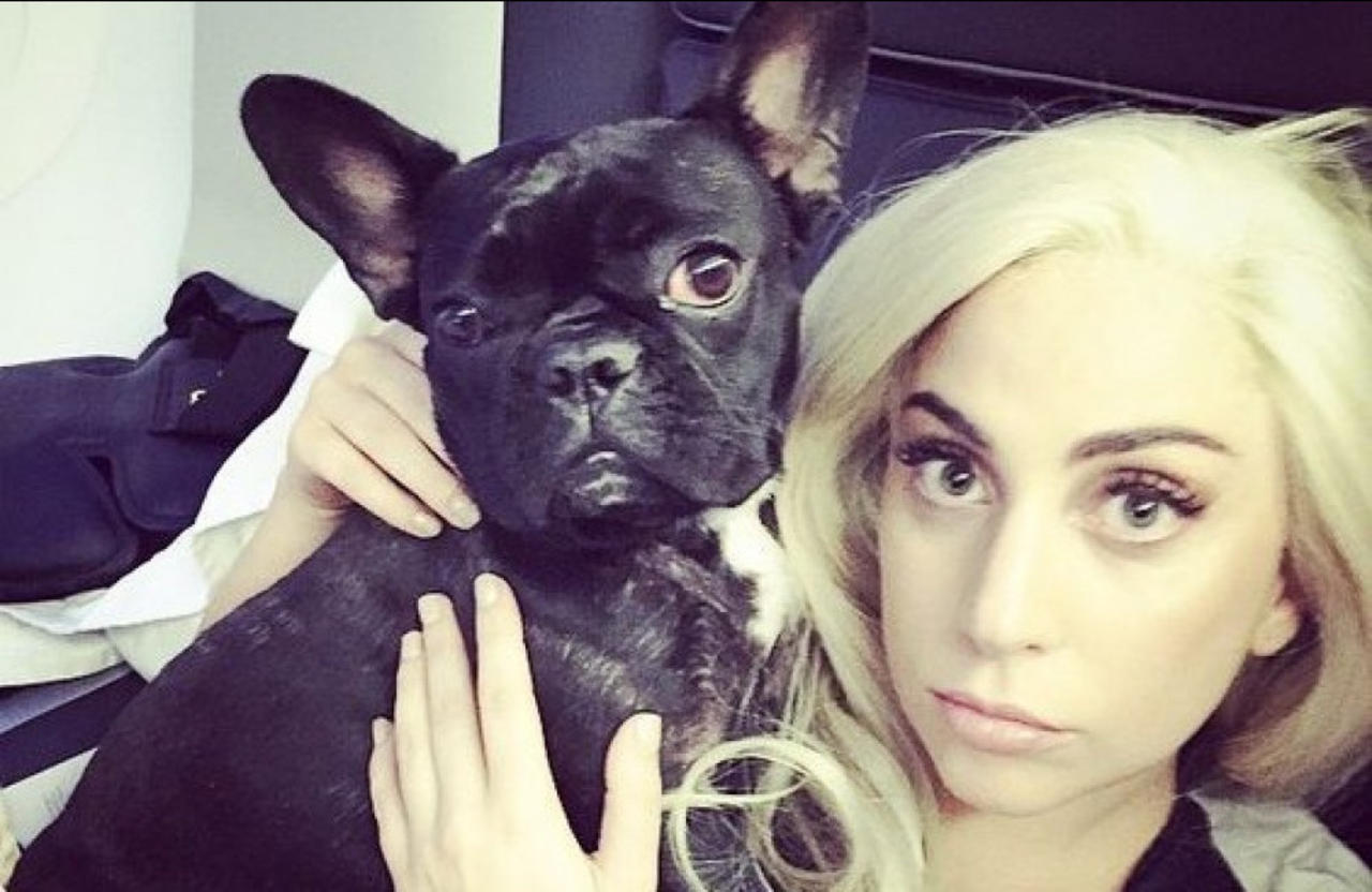 Lady Gaga dog theft reward lawsuit dismissed