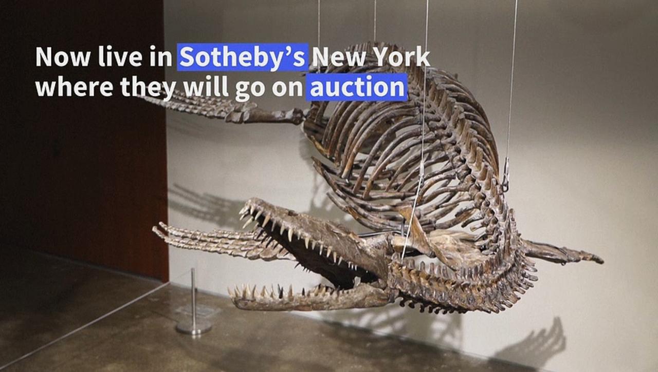 Prehistoric predators pteranodon and plesiosaur go to auction at Sotheby's New York