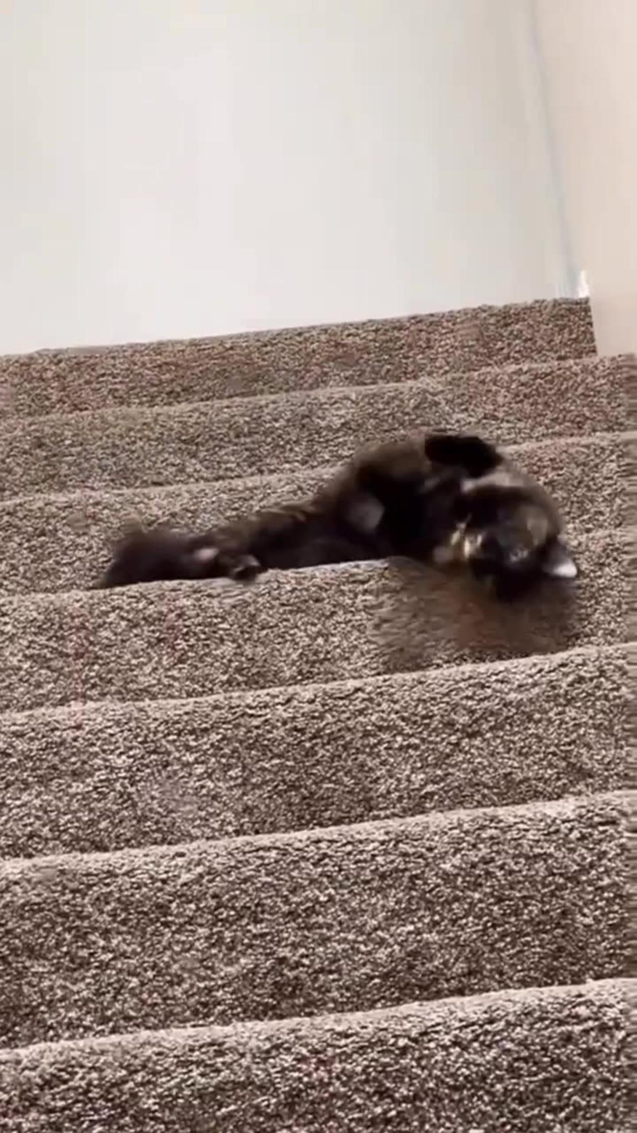 Cute and funny animals compilation 9 one news page video