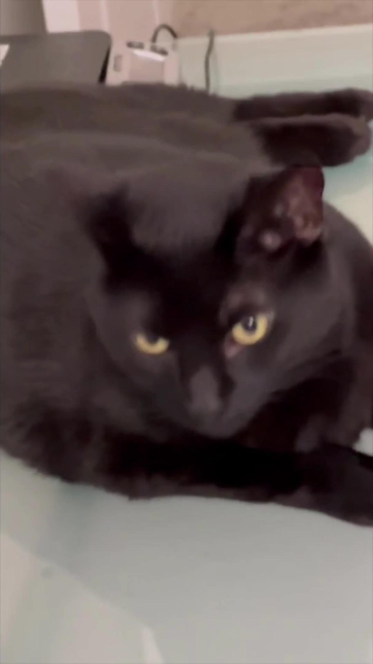 Adopting a Cat from a Shelter Vlog - Cute Precious Piper Gives Me Sweet Faces in the Morning #shorts