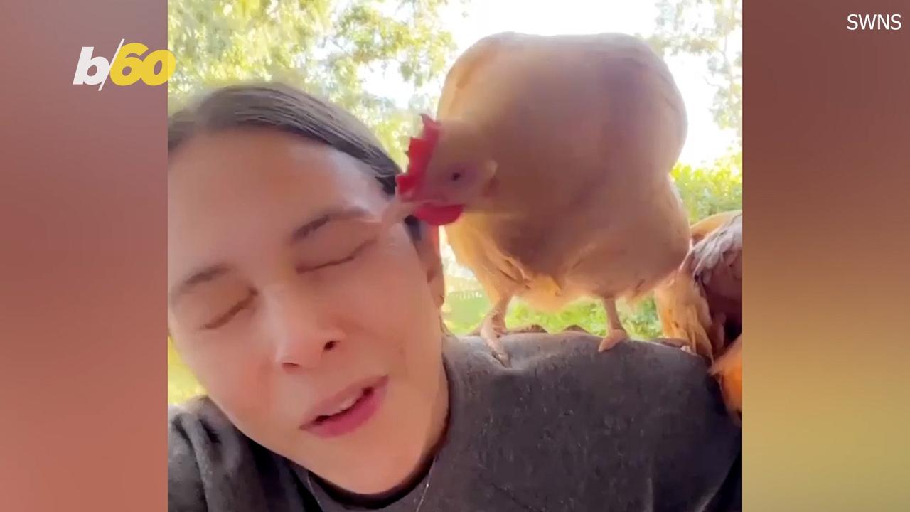 This Chicken Needs to Learn a Different Love Language