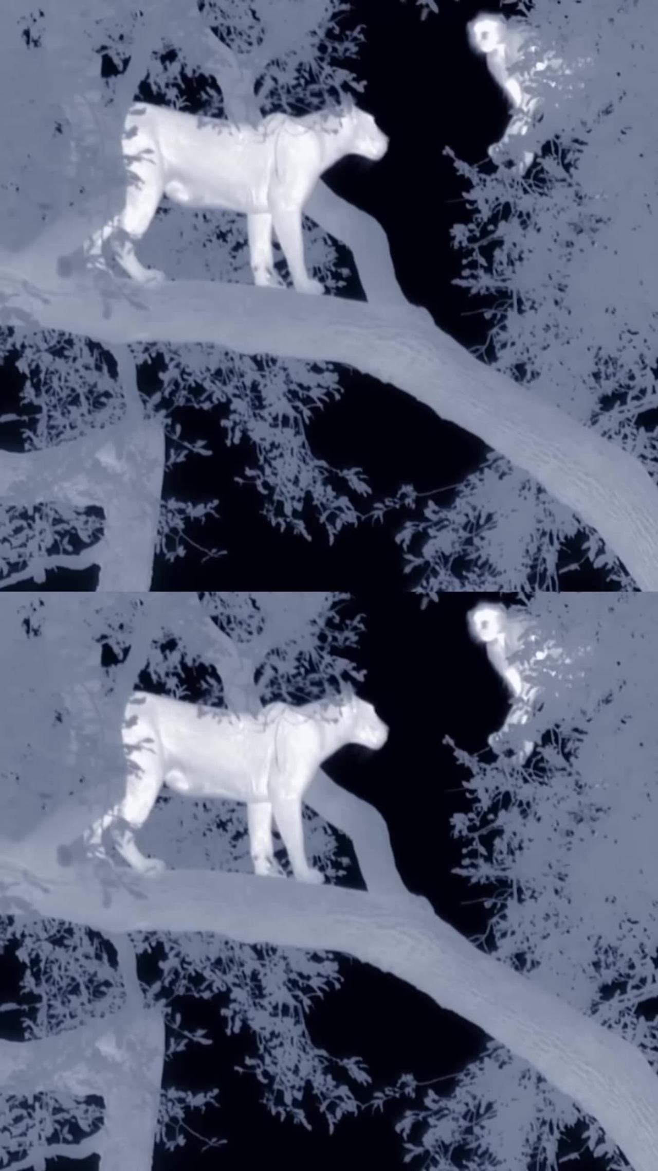 LEOPARD HUNTS BABOONS IN TREE (NIGHT VISION)
