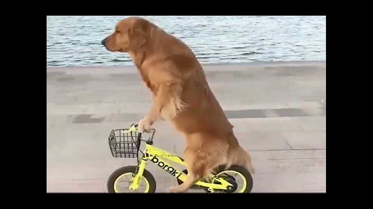 baby dogs.🔴cute and funny dog videos compilation |funny puppy videos2023