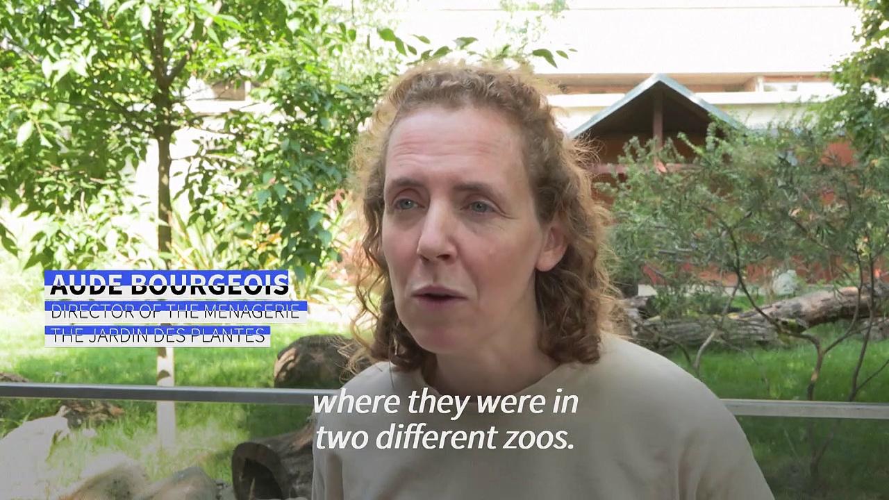 Paris: the Jardin des Plantes welcomes endangered Tasmanian devils