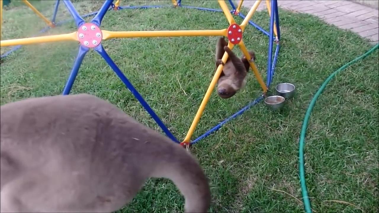 Baby sloths being sloths - funny video