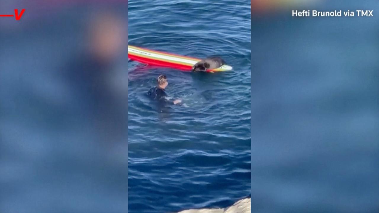 A California Sea Otter Is Stealing Surfboards