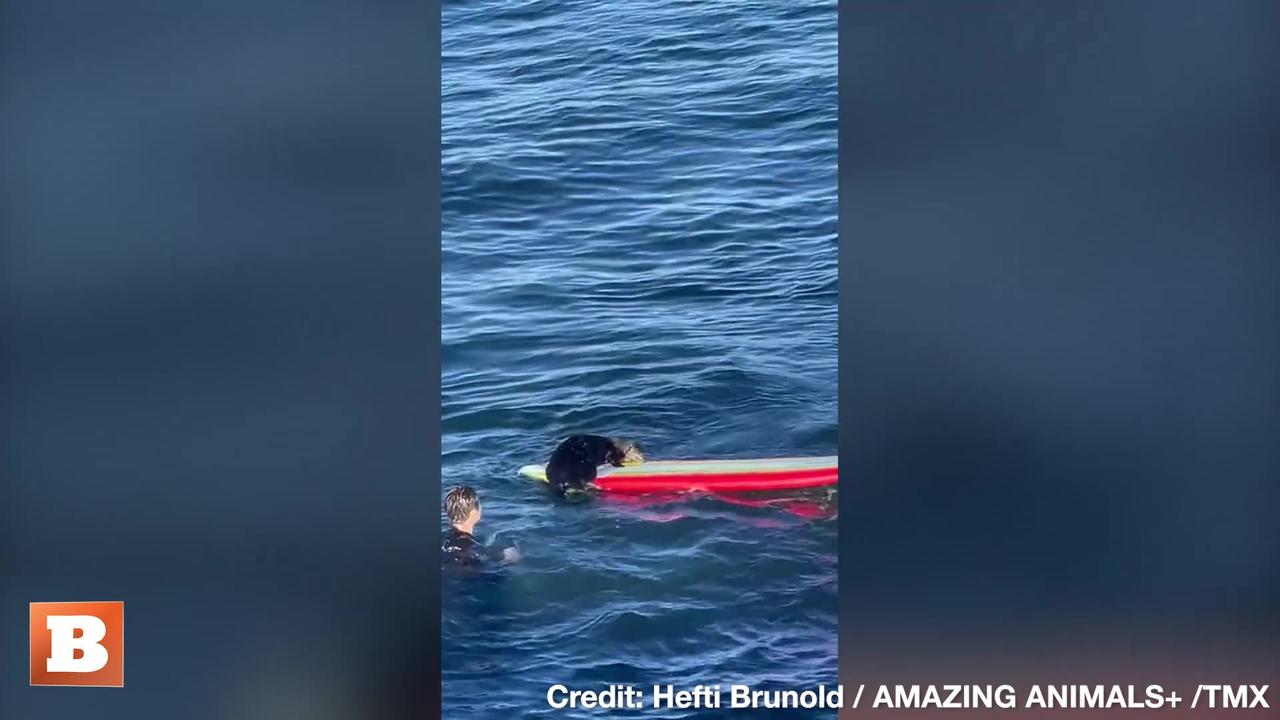 MINE, MINE, MINE! Sea Otter Steals Surfer's Board