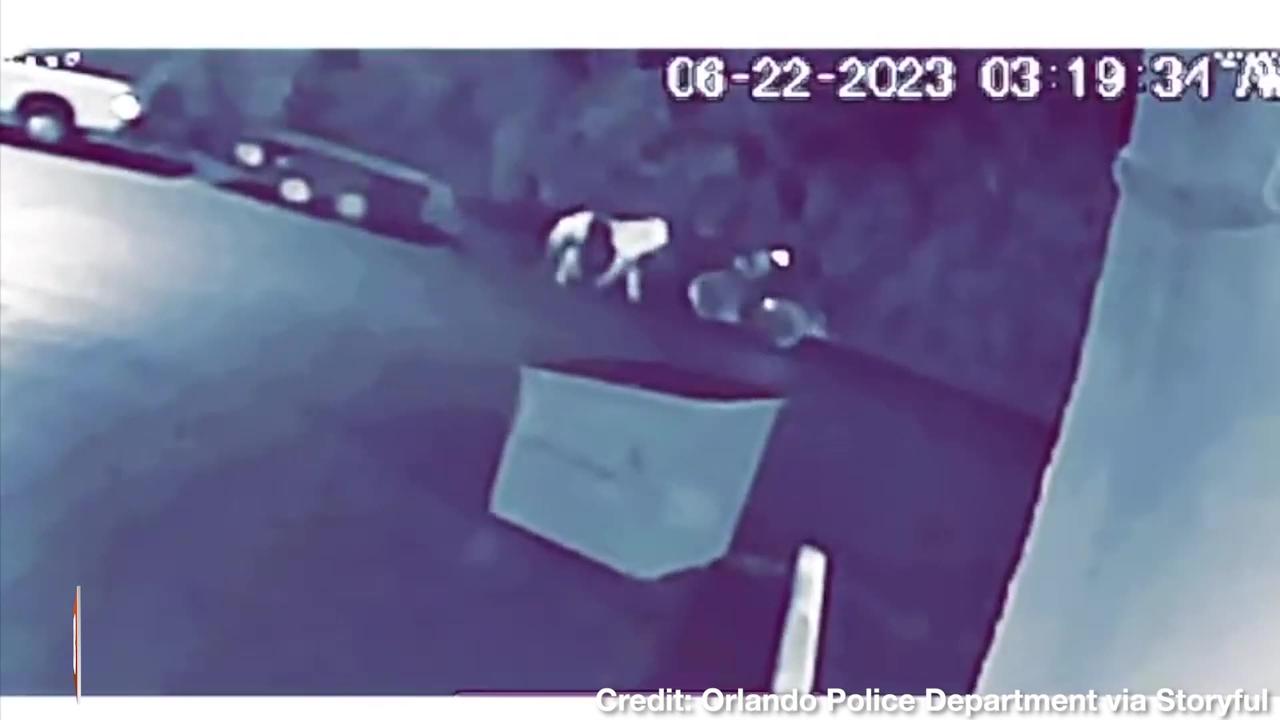 WHAT?! Suspect on Bike Steals Horse from Trailer in the Middle of the Night