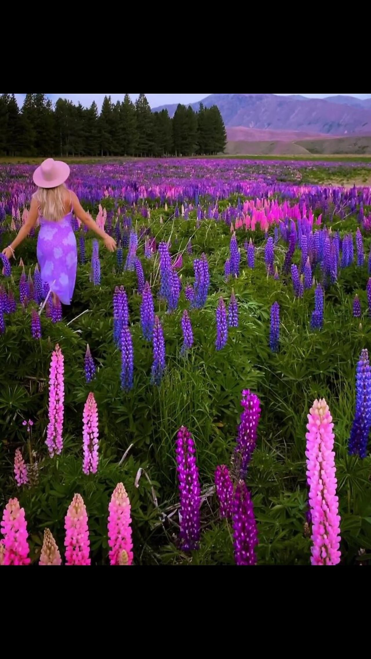Lupine fields in new zealand - One News Page VIDEO