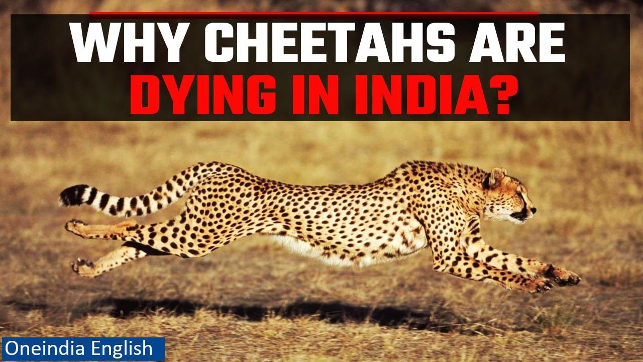 Cheetah Mortalities at Kuno National Park Point to Natural Causes: Govt | OneIndia English