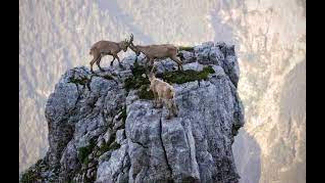 Mountain Goats - The Incredible Ibex Defies Gravity Despite Its Hooves