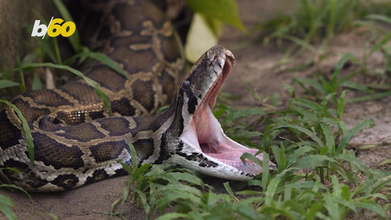 Record-breaking Python Wrangled in Florida