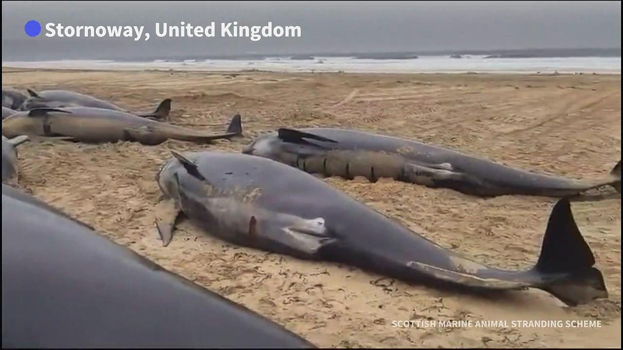 At least 50 whales stranded on Scottish island beach