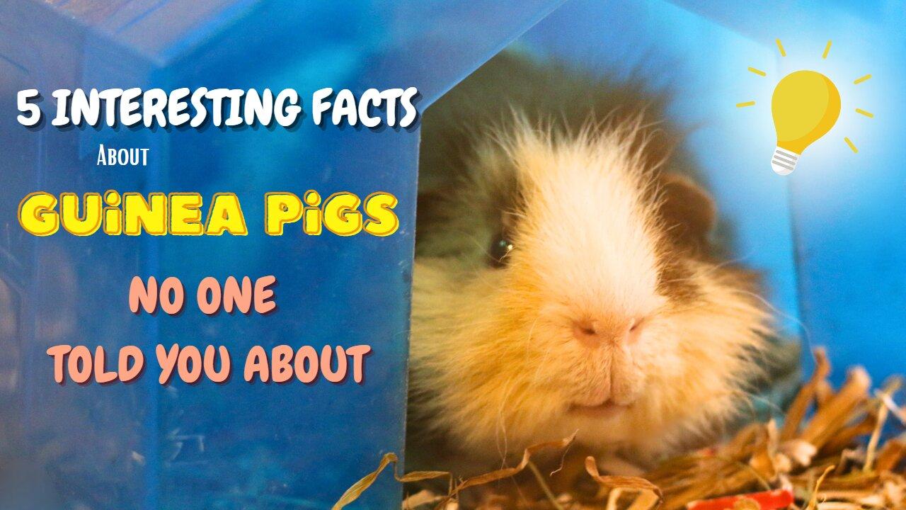 5 RANDOM but INTERESTING Guinea Pig Facts NO ONE Told You About