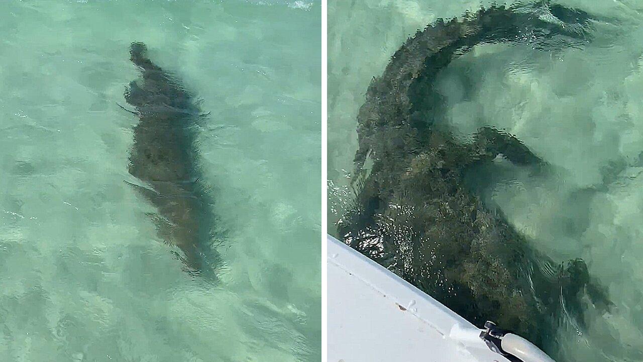 Alligator glides beneath boat in Australian waters