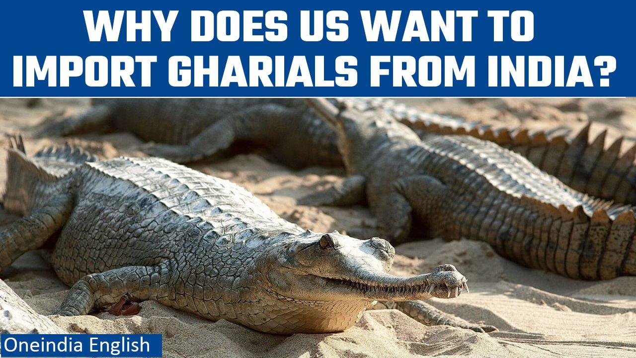 US reptile sanctuary intends to import gharials and mugger crocodiles from India | Oneindia News