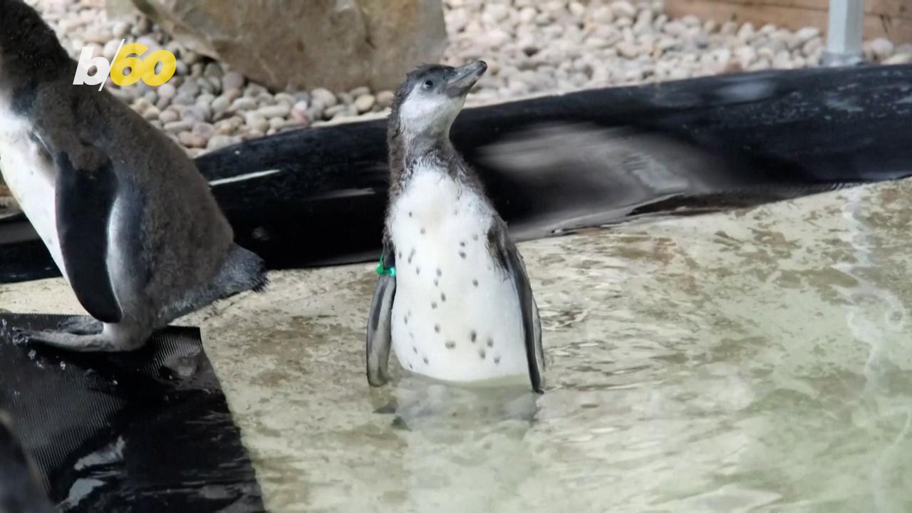 Watch These Adorable Penguin Chicks Swim for the First Time