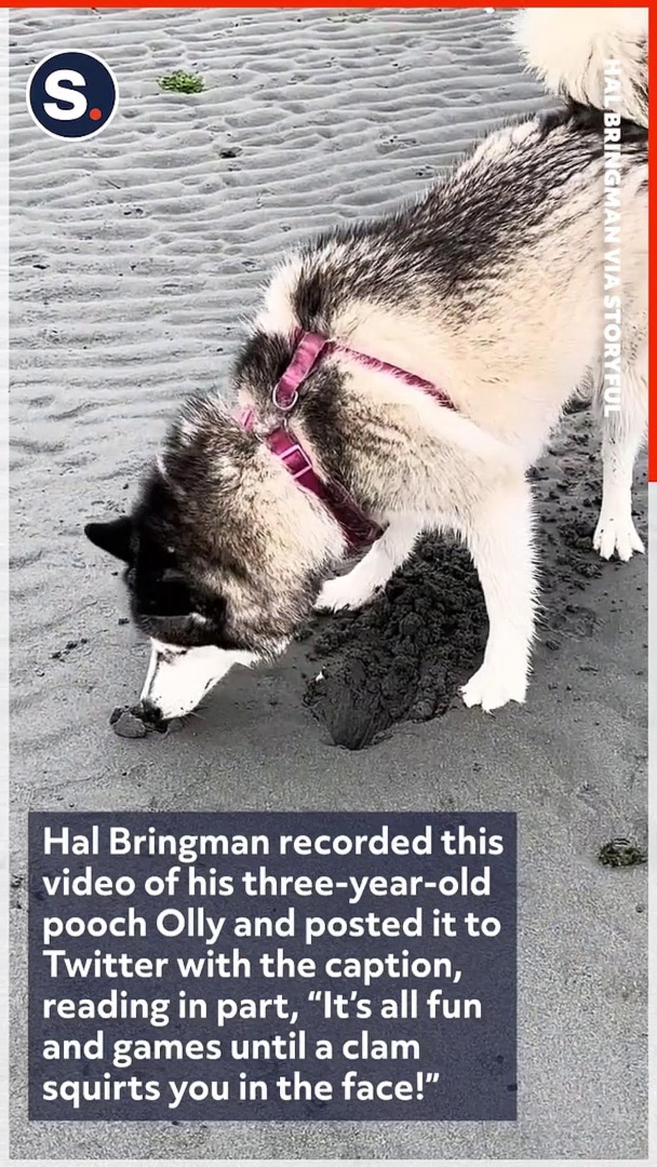 Clam Squirts Water at Dog Digging on Washington Beach