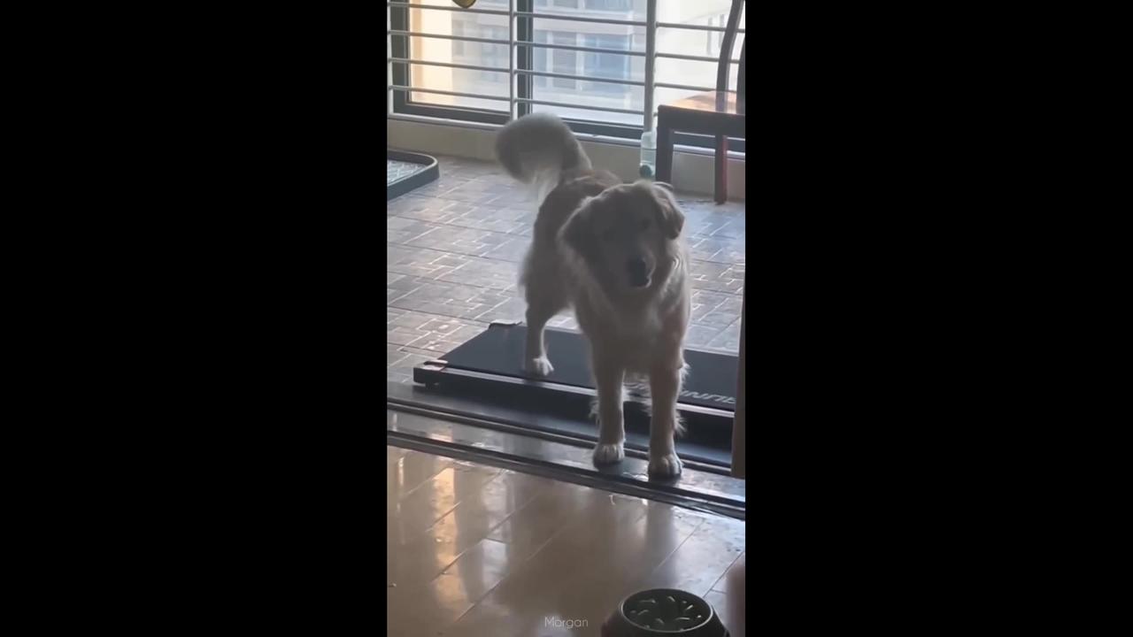 Cute dog walks on treadmill funny Animal video One News Page VIDEO