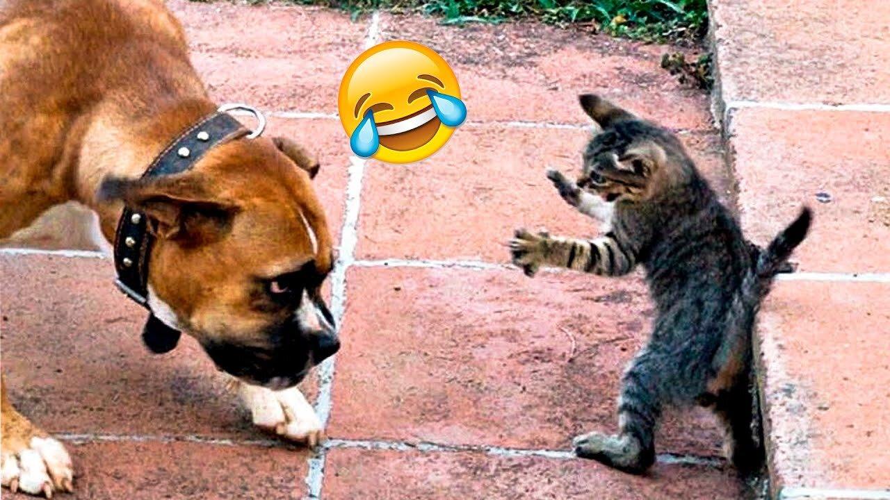 Funniest Animals 2023 Funny Dogs and Cats Videos