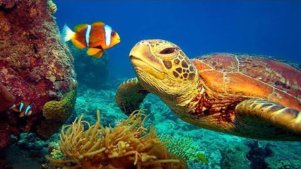 11 HOURS Stunning 4K Underwater footage + Music | Nature Rare & Colorful Sea Life Live