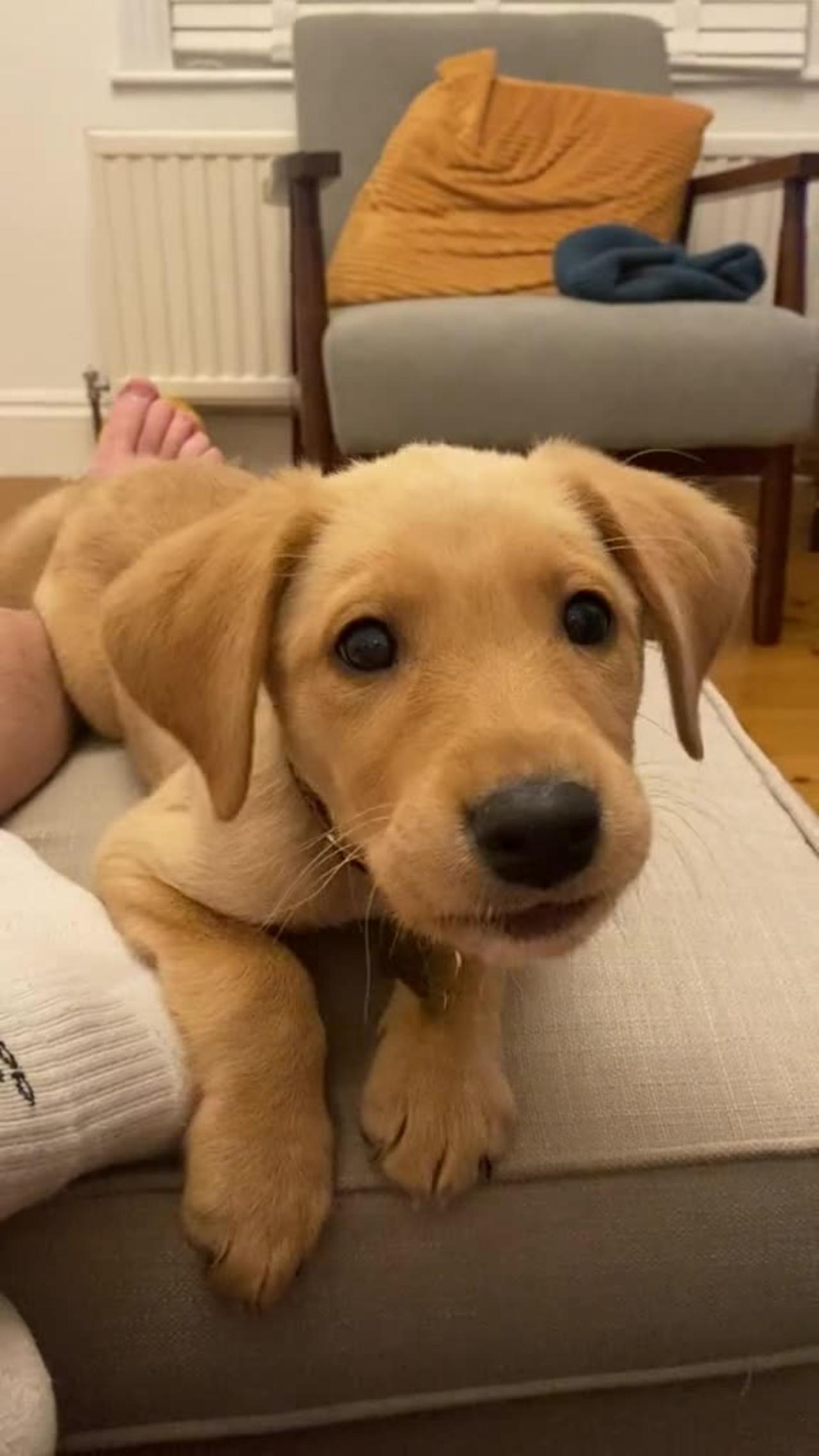 Cutest Puppy on Internet