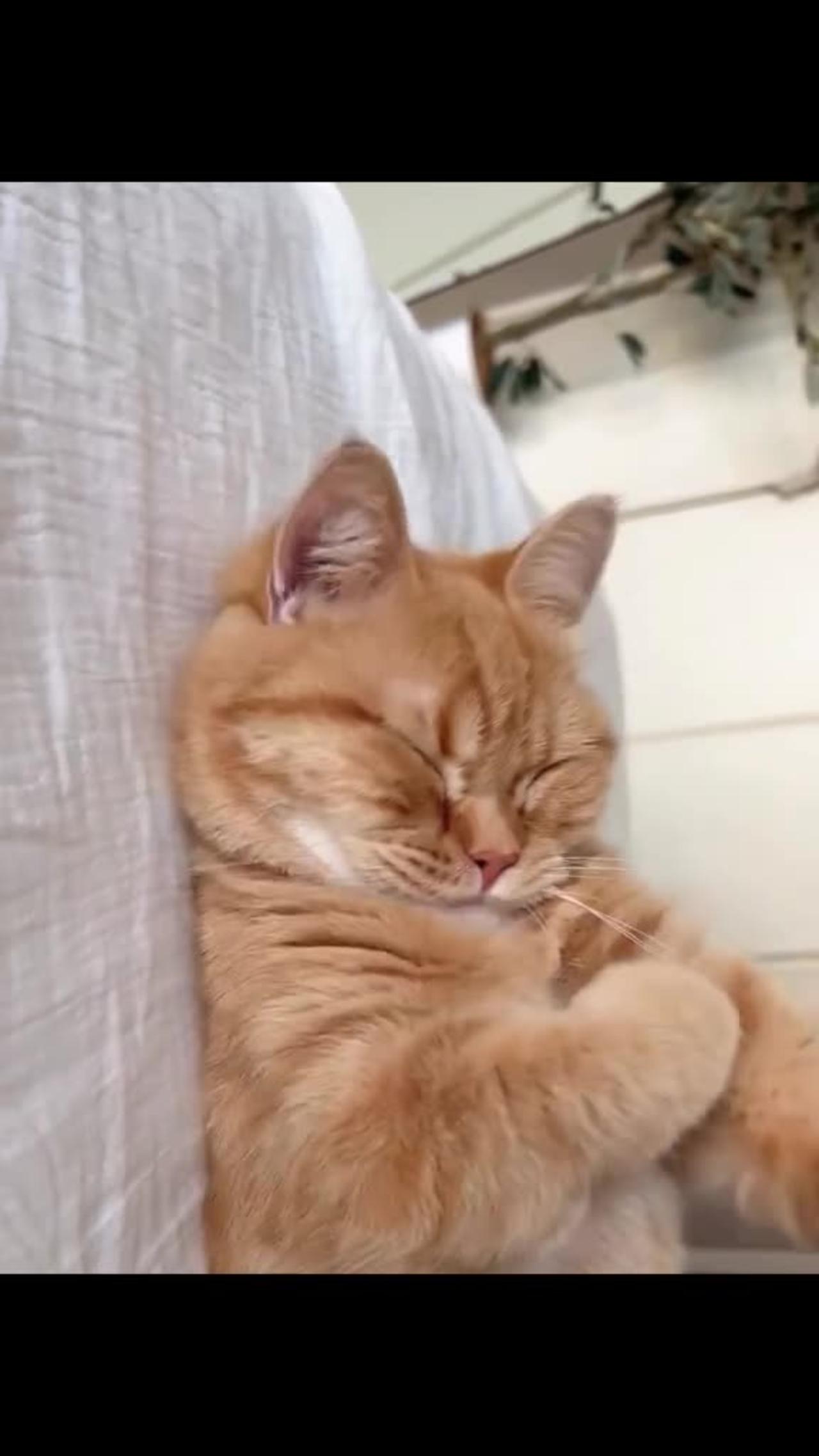 "Blissful Slumber: A Cat's Sweet Dreams and Cozy Naps!"