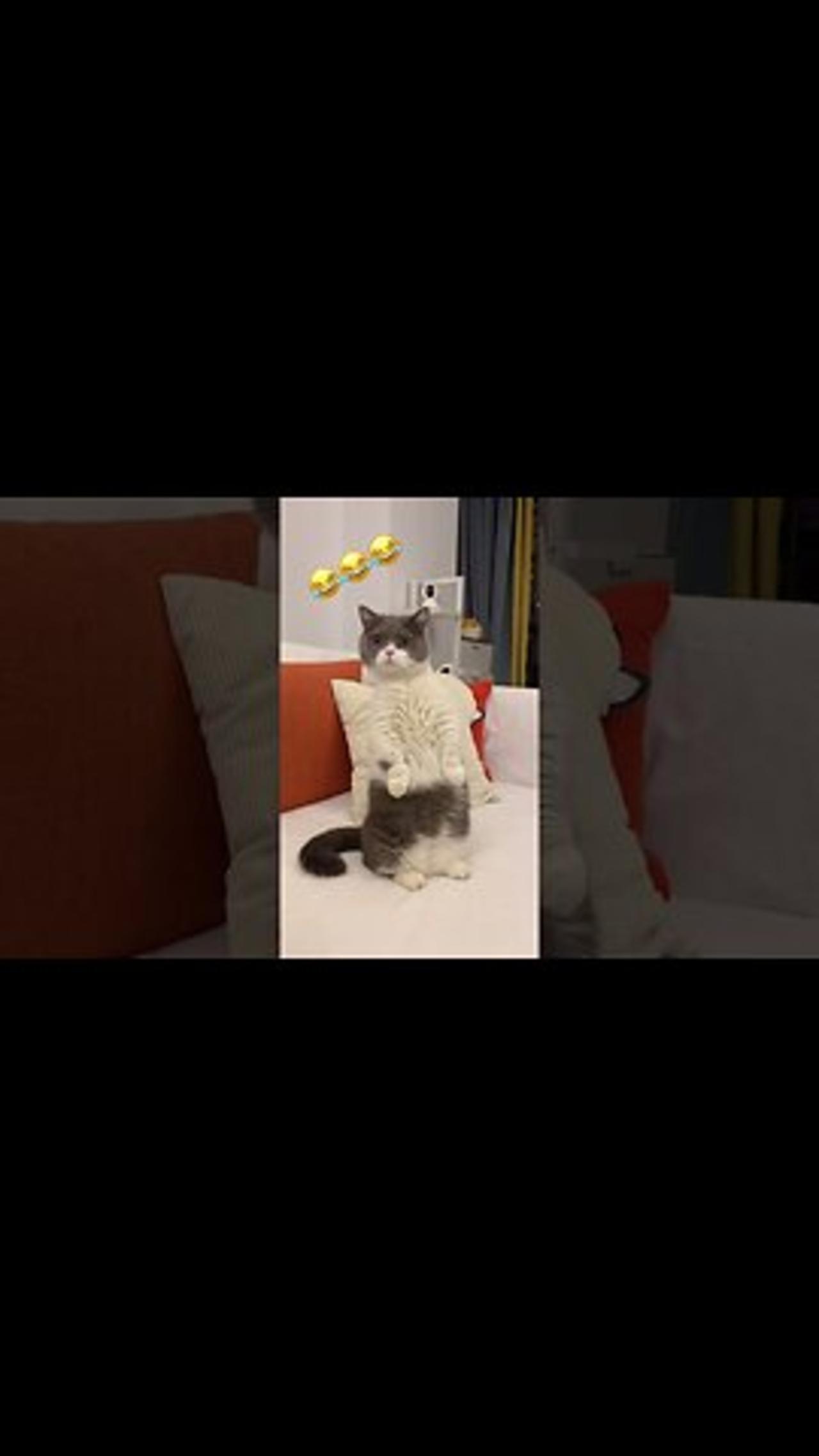 Aww! funny cute cat videos compilation Kitten & Cash china tiktok videos.Cat Meow shorts