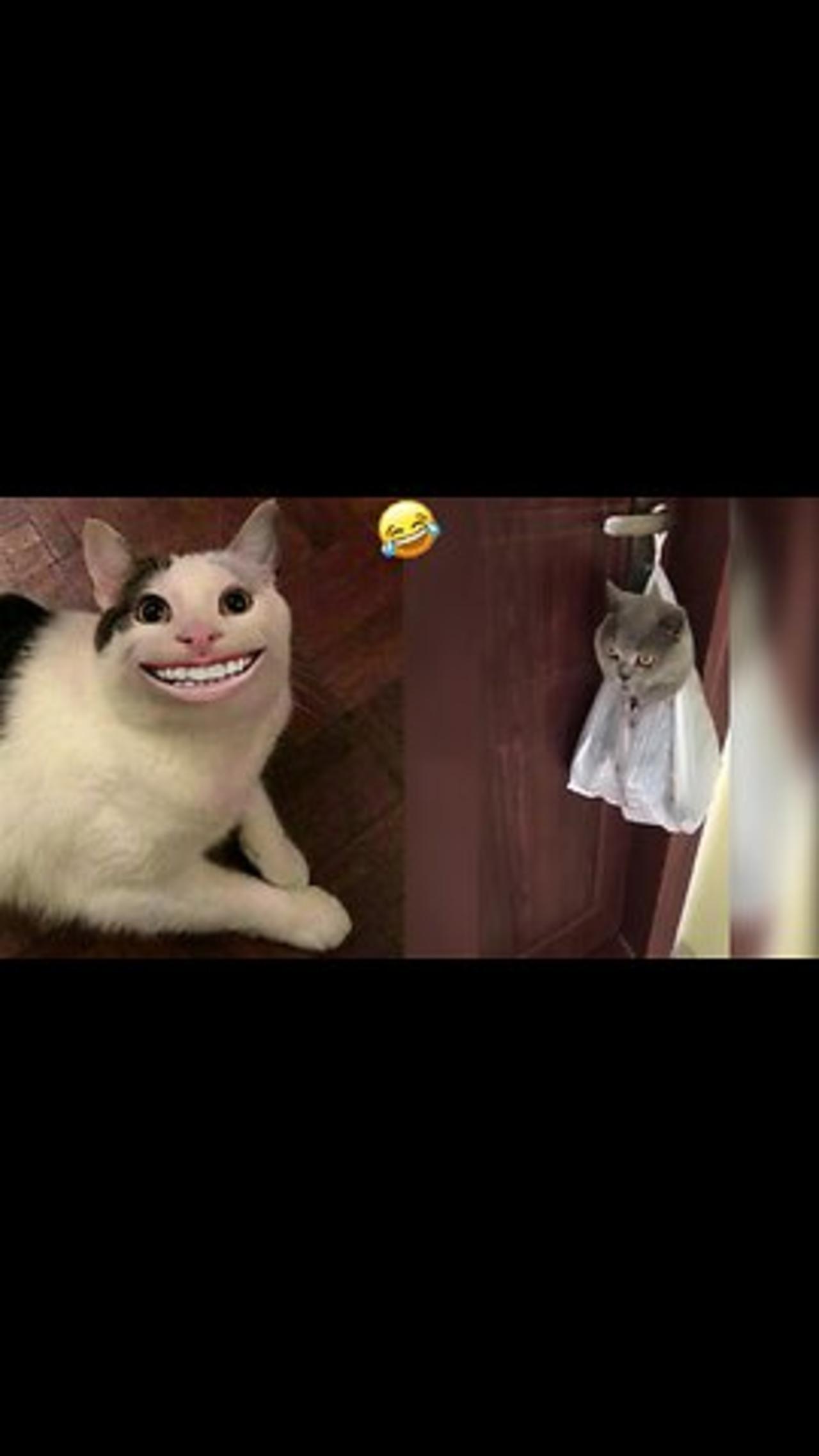 Funny animals - Funny cats and dogs