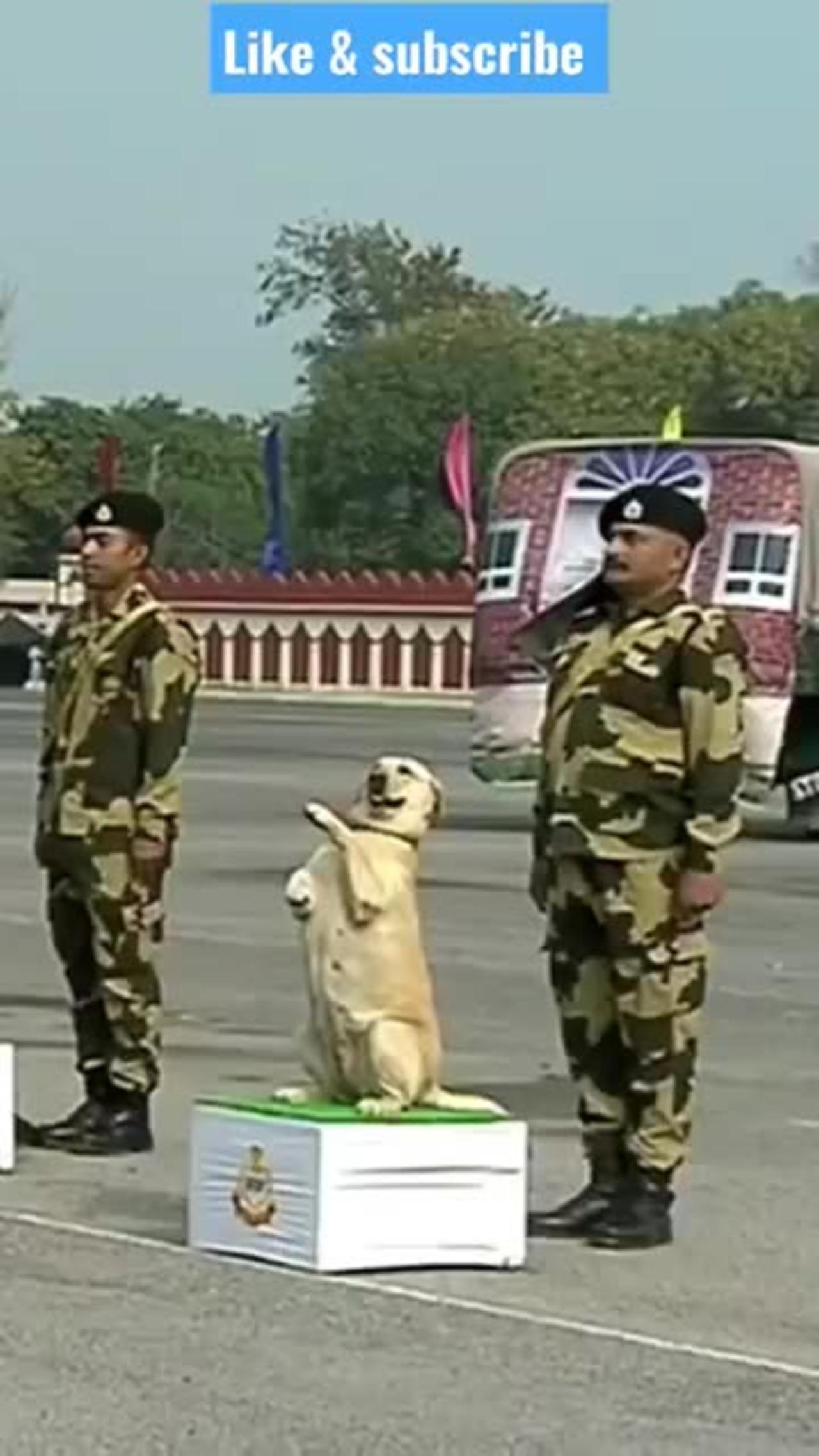 indian army labrador dog training 🇮🇳🔥#shorts #army #viral #trending