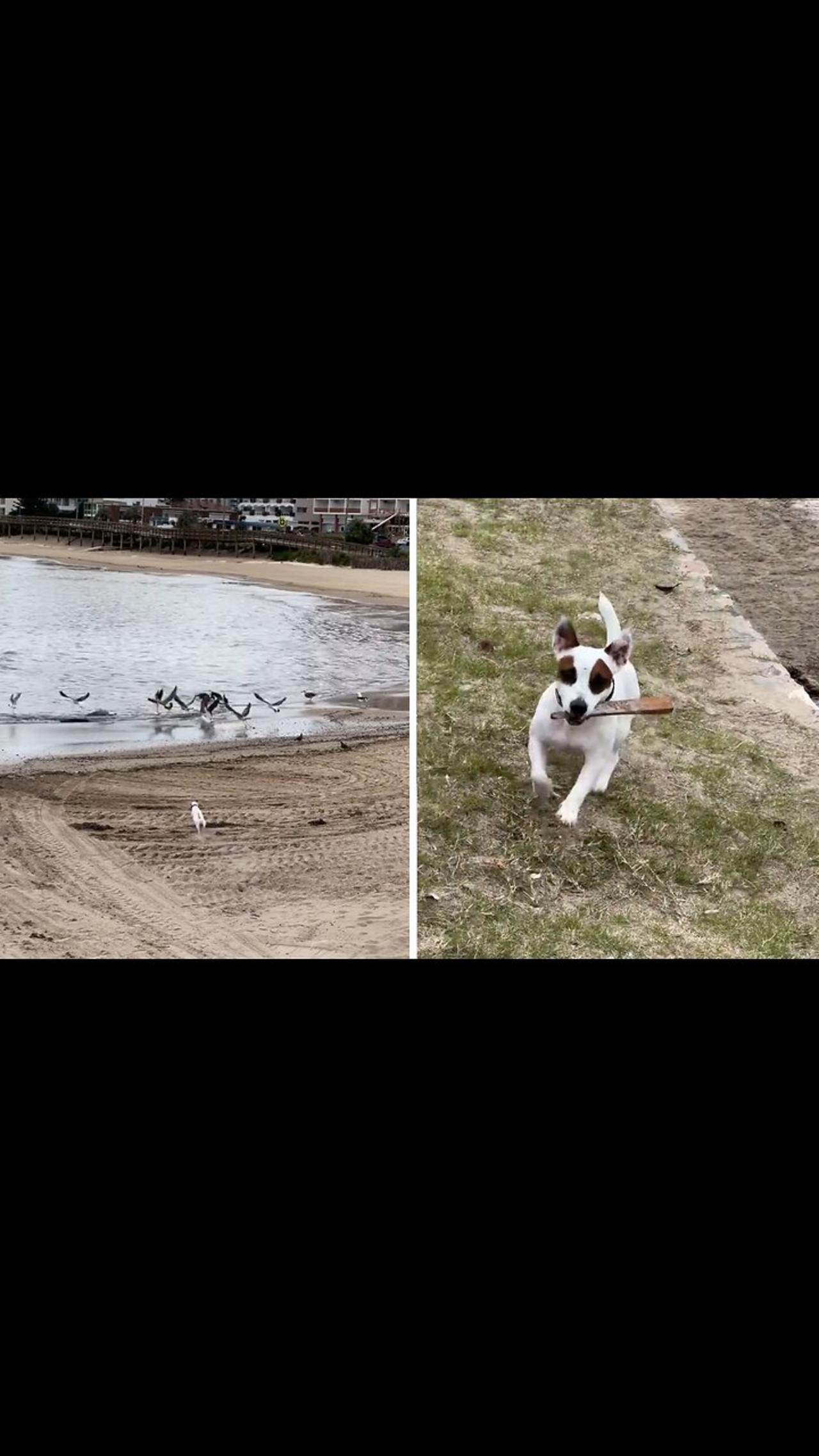 Jack Russell goes on an epic bird-chasing adventure