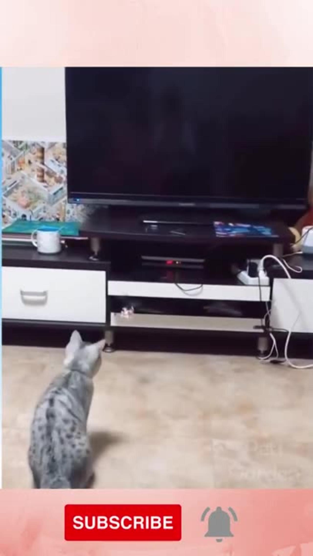 The Most Hilarious Pet Videos on the Internet